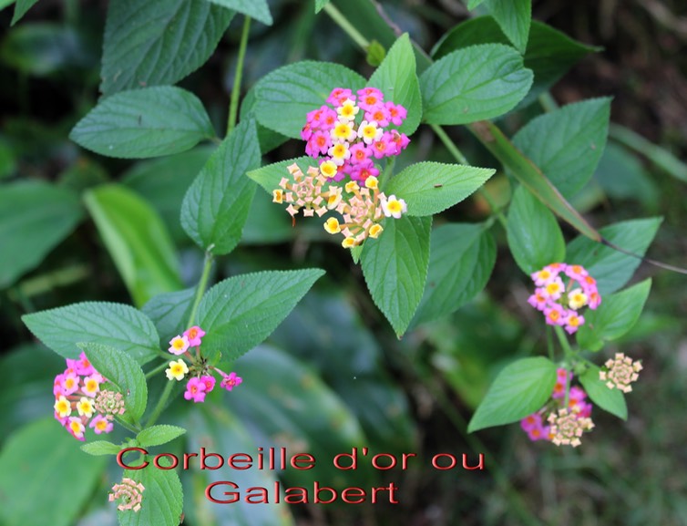 Lantana camara- Verbénacée - exo