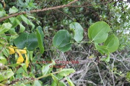 Liane Croc de chien- Smilax anceps- Smilacacée- I