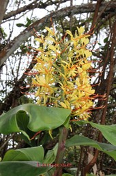 Longose- Hedychium gardnerianum - Zingibéracée- exo