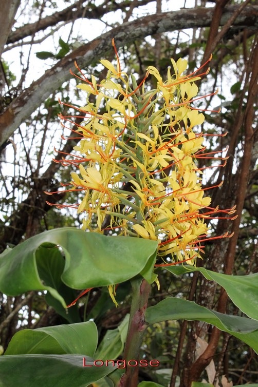 Longose- Hedychium gardnerianum - Zingibéracée- exo