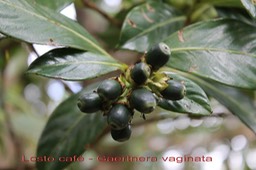 Losto café - Gaertnera vaginata - Rubiacée - B