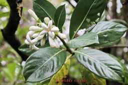 Losto café- Les fleurs