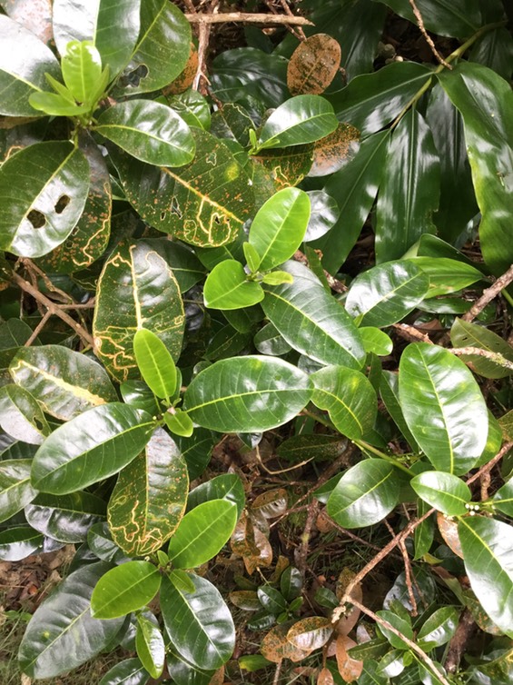 Melicope borbonica ou Euodia borbonica - Petit catafaille - Rutacée - M