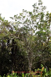 Pittosporum senacia