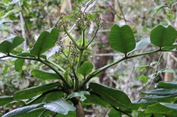 Polyscias repanda-Araliacée-B