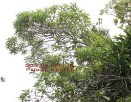 Psiadia laurifolia- Astéracée- B