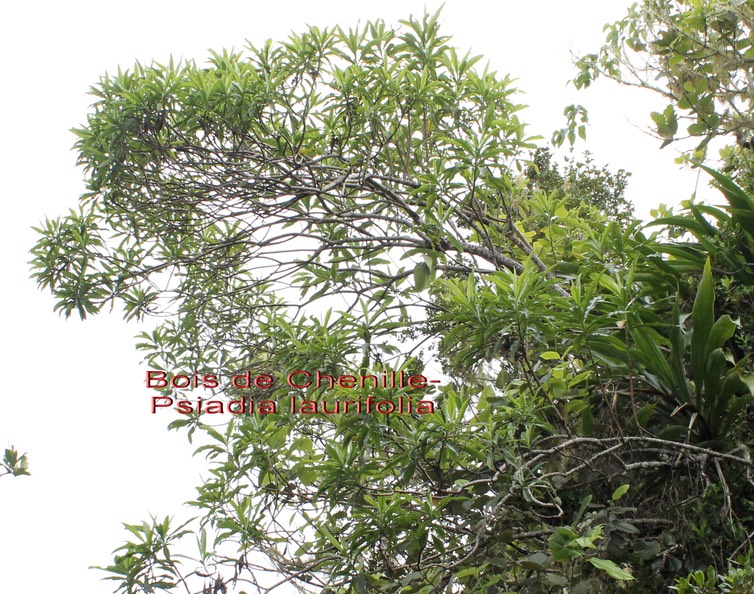 Psiadia laurifolia- Astéracée- B