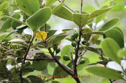 Sideroxylon borbonicum - Sapotacée - B