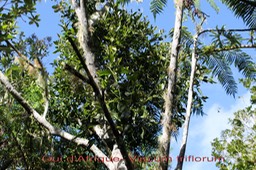 Sourichaude- Gui d'Afrique- Viscum triflorum- Santalacée - I
