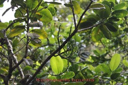 Sourichaude- Korthasella opuntia - Santalacée - I