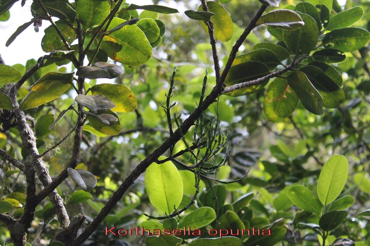 Sourichaude- Korthasella opuntia - Santalacée - I