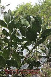 Tambourissa elliptica- Monimiacée - B