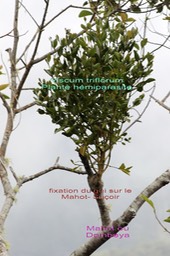 Viscum triflorum- Plante hémiparasite