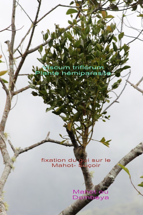 Viscum triflorum- Plante hémiparasite