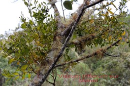 Viscum triflorum- Santalacée-I