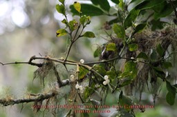 Viscum triflorum en fruits très souvent groupés  par trois