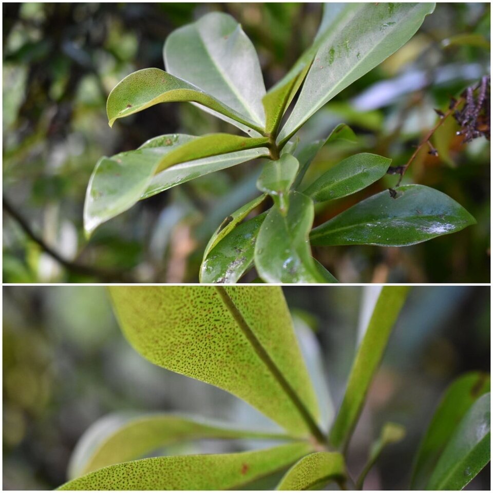 Badula grammisticta - Bois de savon - PRIMULACEAE - Endémique Réunion