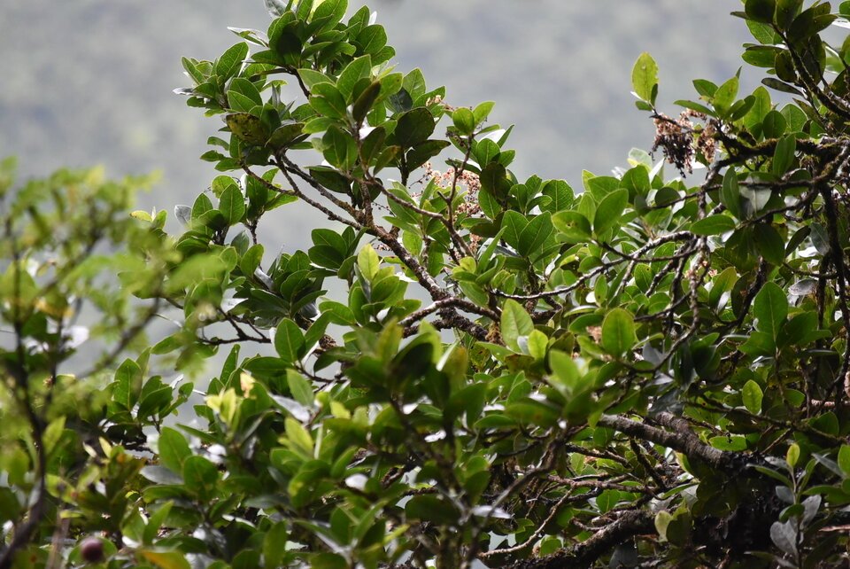 Homalium paniculatum - Corce blanc - SALICACEAE - Endémique Réunion, Maurice