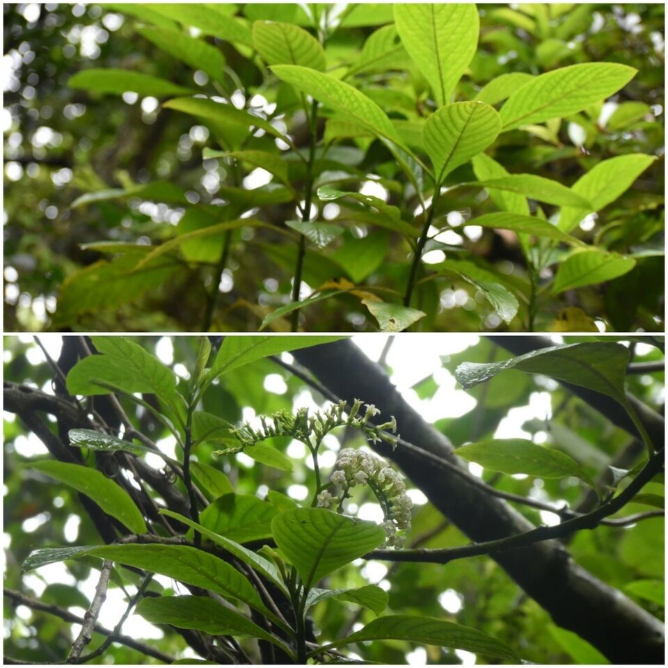 Tournefortia acuminata - BORAGINACEAE - Endémique Réunion