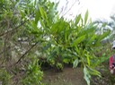 021 Bois d'Arnette 2