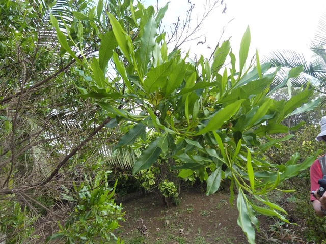 021 Bois d'Arnette 2
