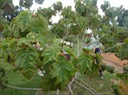 058 Bois de Maho 1