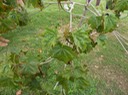 061 Bois de Maho 4