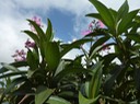082 Tibouchina 3