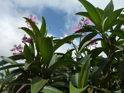 082 Tibouchina 3