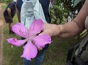 083 Tibouchina 4