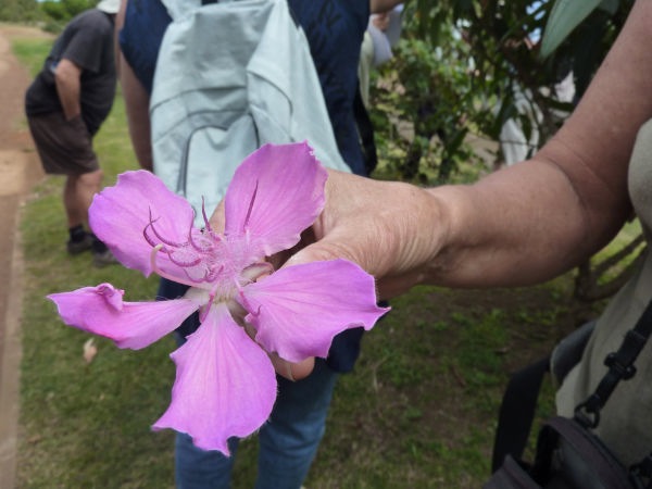 083 Tibouchina 4
