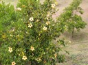 098 hibiscus endémique R 2