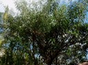 bois de chenille 1
