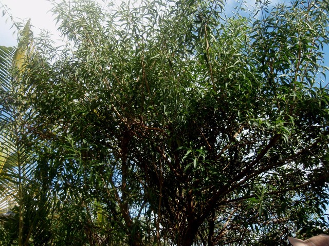 bois de chenille 1