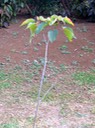 IMG 4579