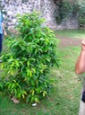 IMG 4585