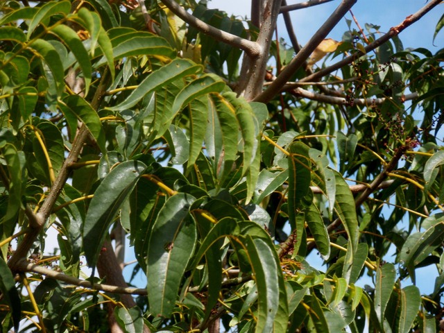 P1010010 01