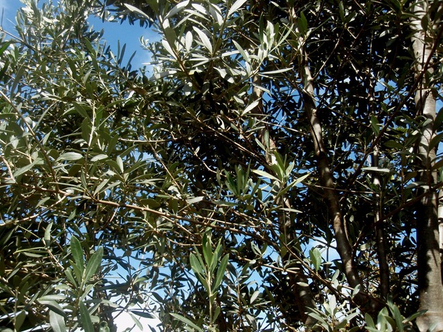 P1010014 02
