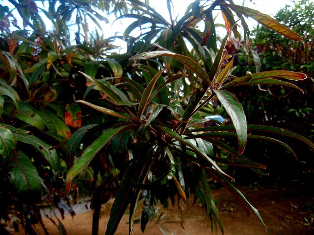 P1010017 02