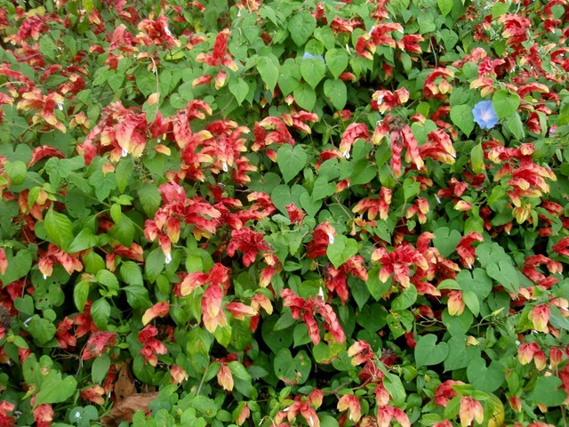 P1010026 01