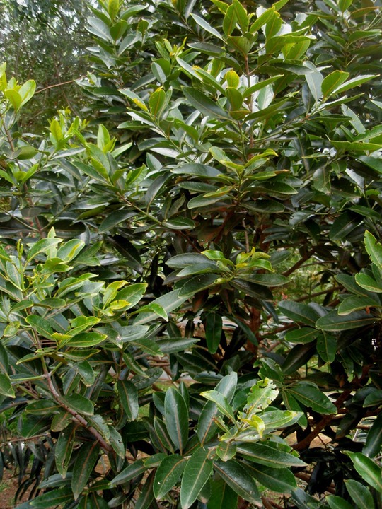 P1010030 02