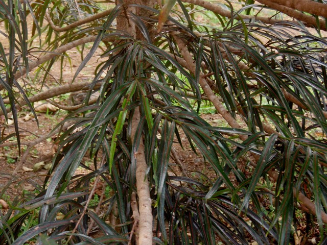 P1010031 01