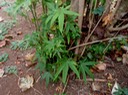 P1010036 02
