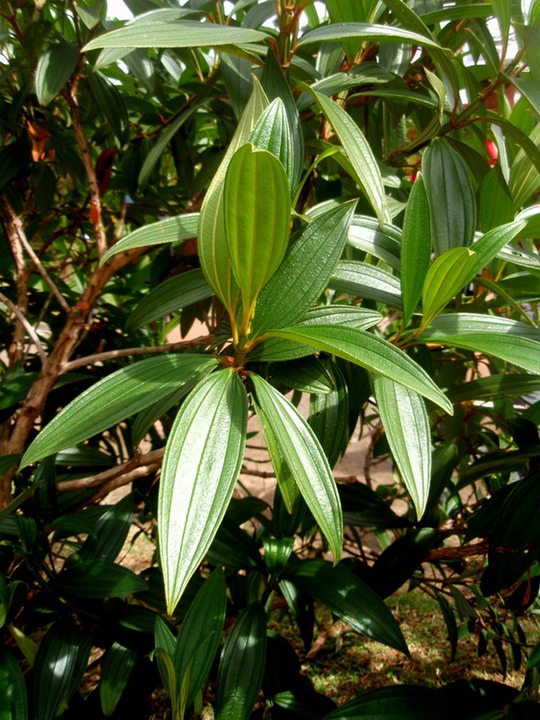 P1010047 01