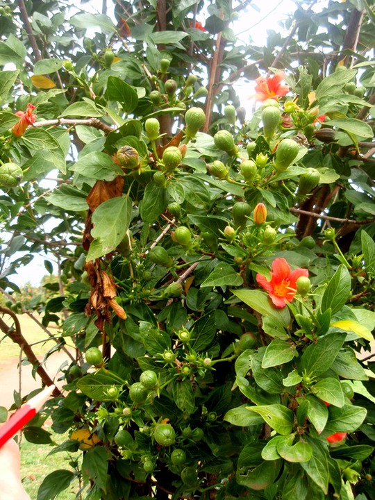 P1010052 01