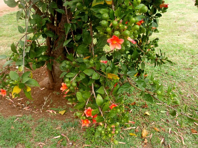 P1010053 01