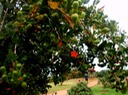 P1010054 01