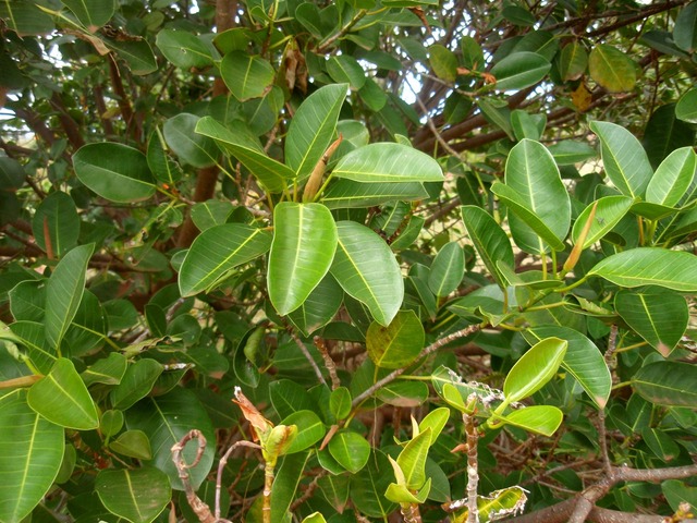 P1010056 01