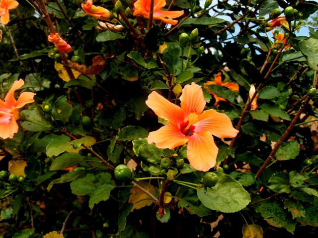 P1010062