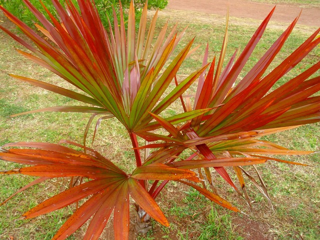 P1010064